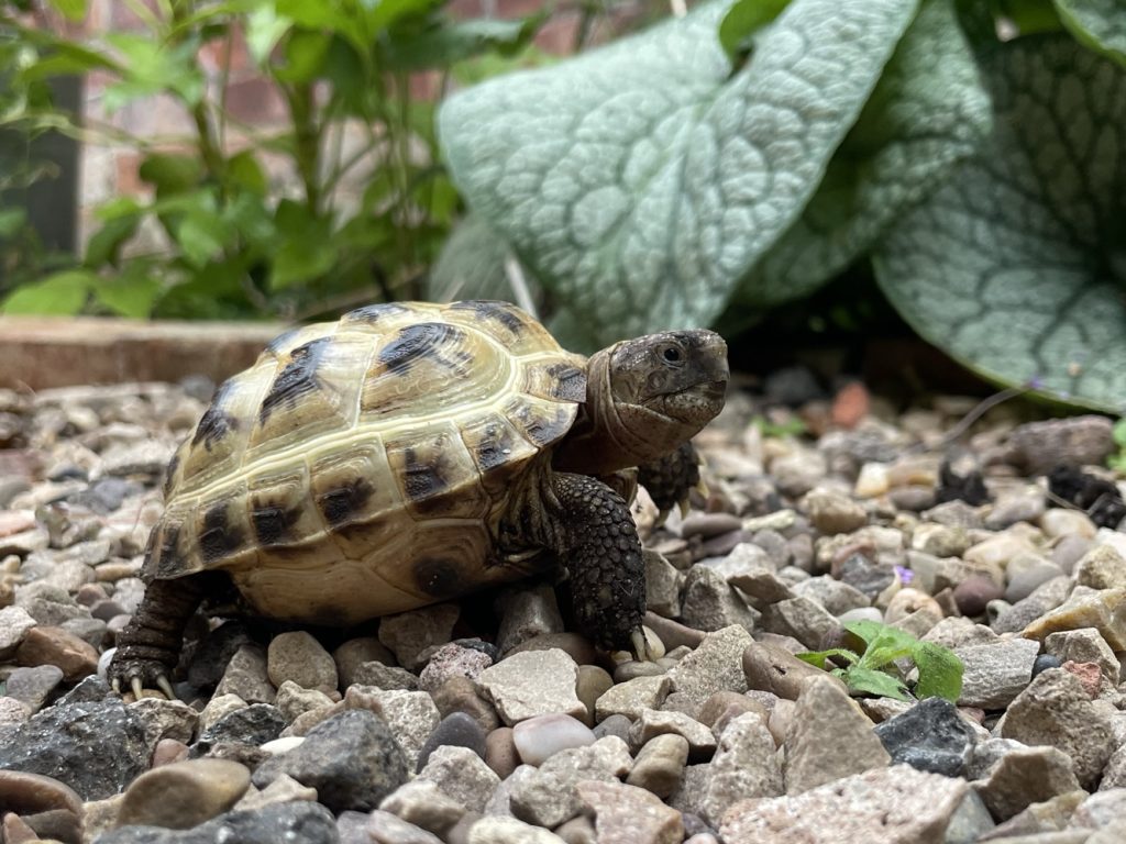 Tiny the Tortoise, a small 4 month old Horsefield tortoise.